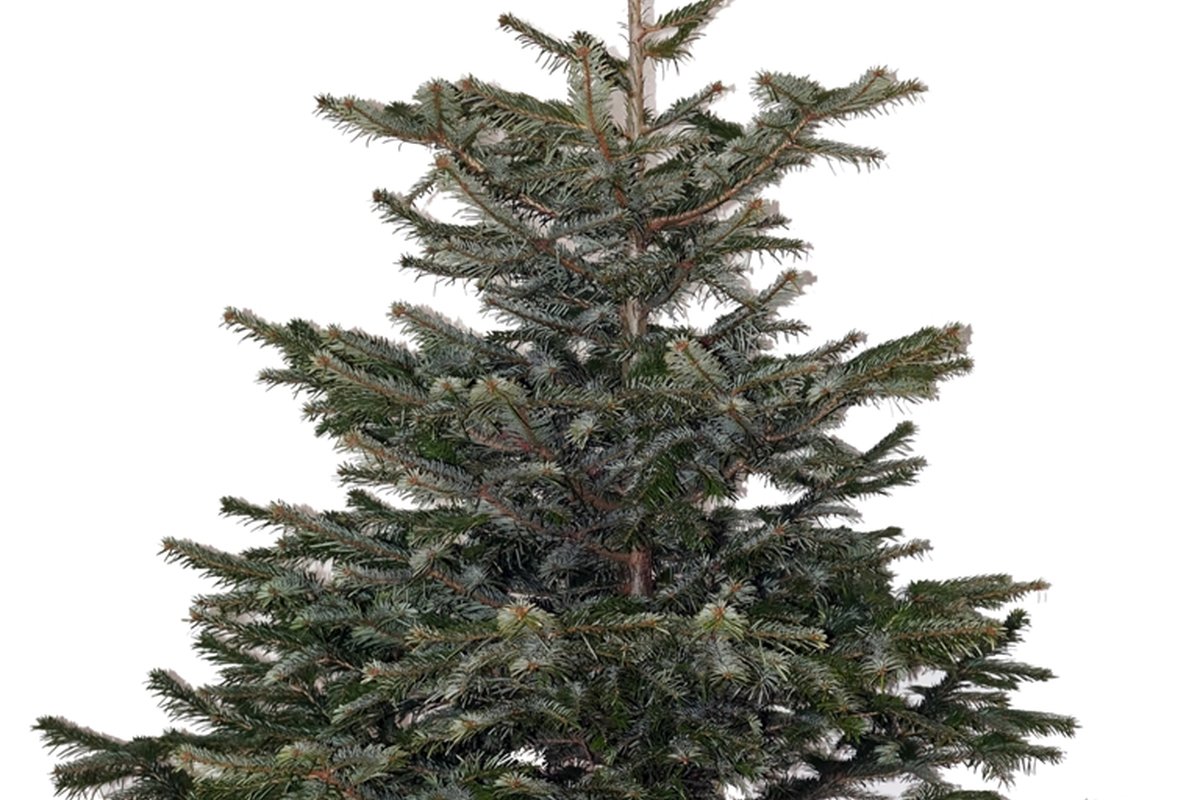 Weihnachtsbaum – Beispiel 2